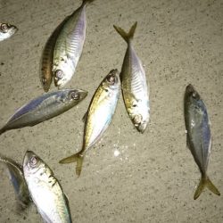 淡路島港内アジング